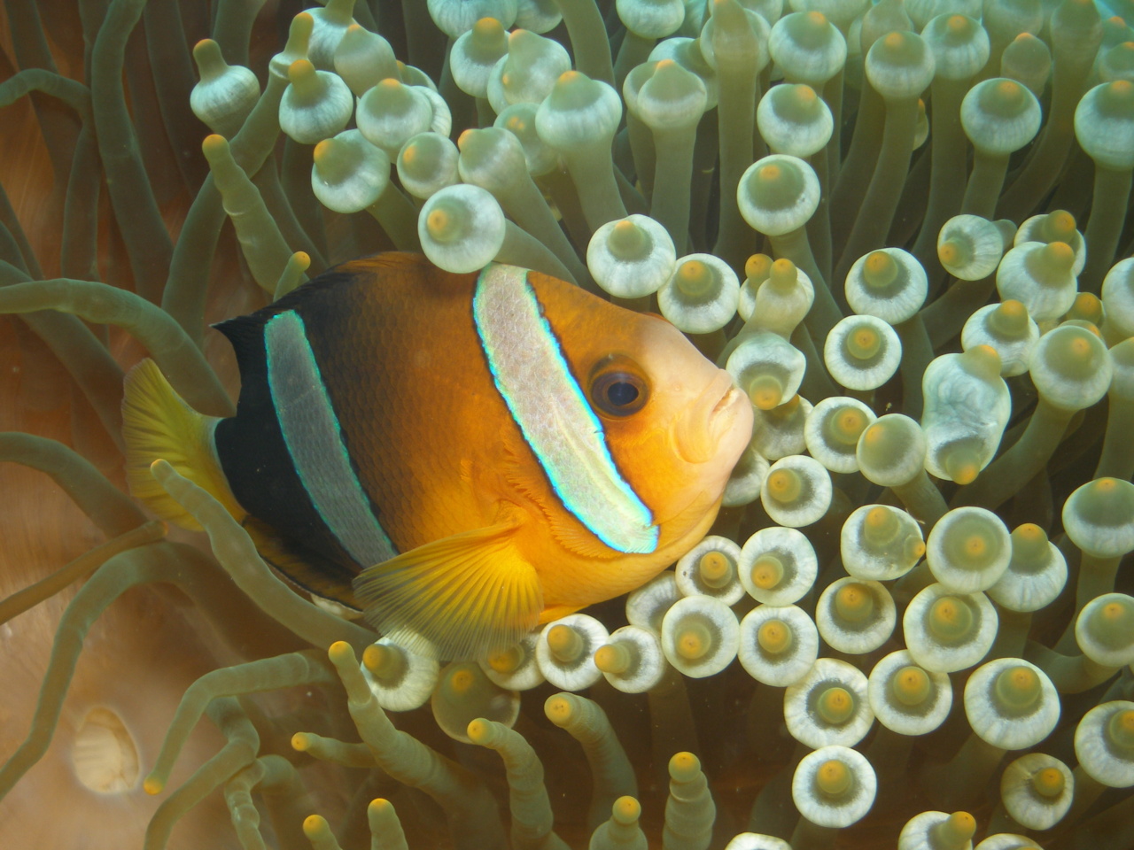 Protecting Yourself from the Risks of Mercury in Fish