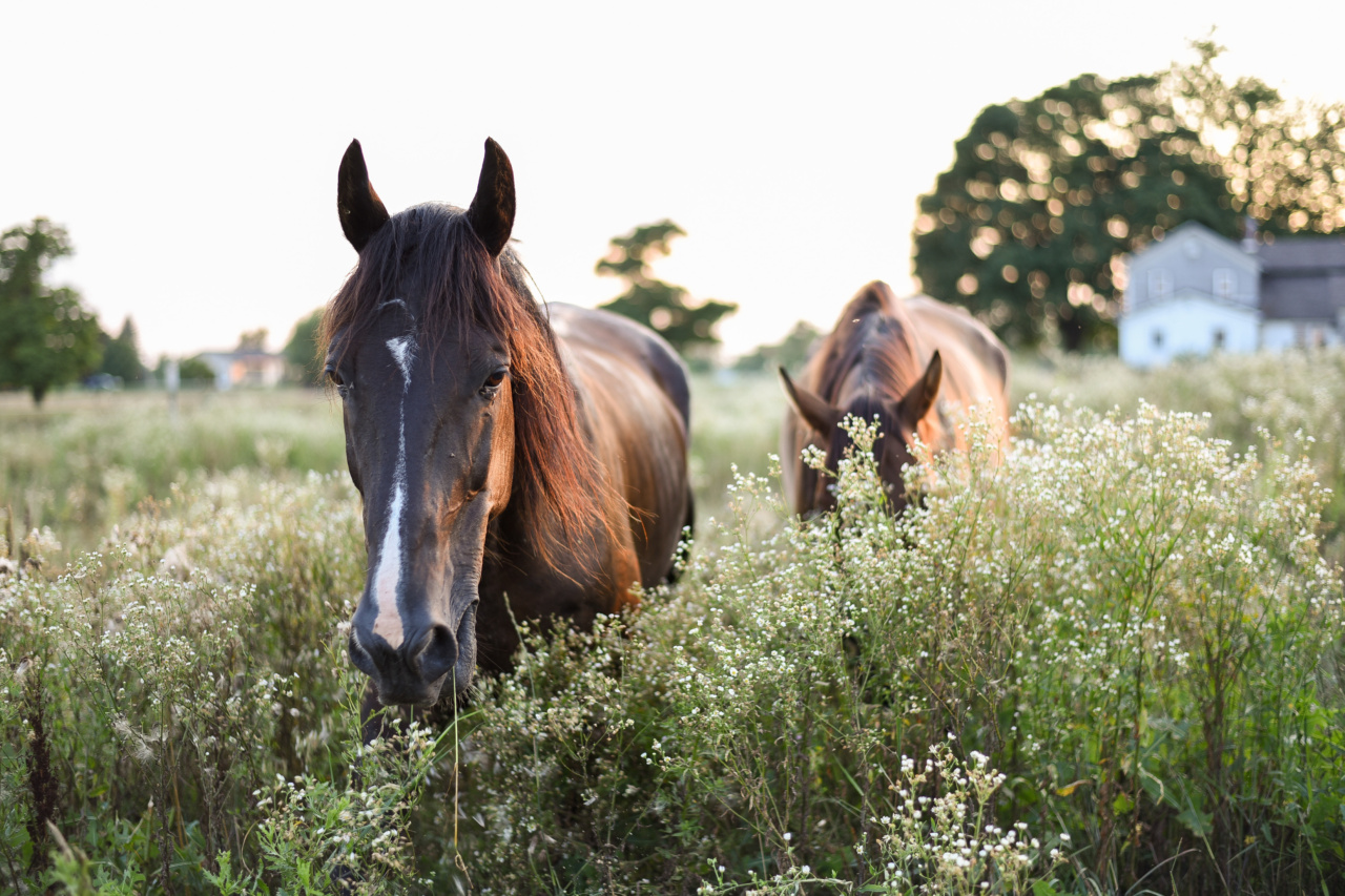 The impact of livestock drugs on our ecosystem