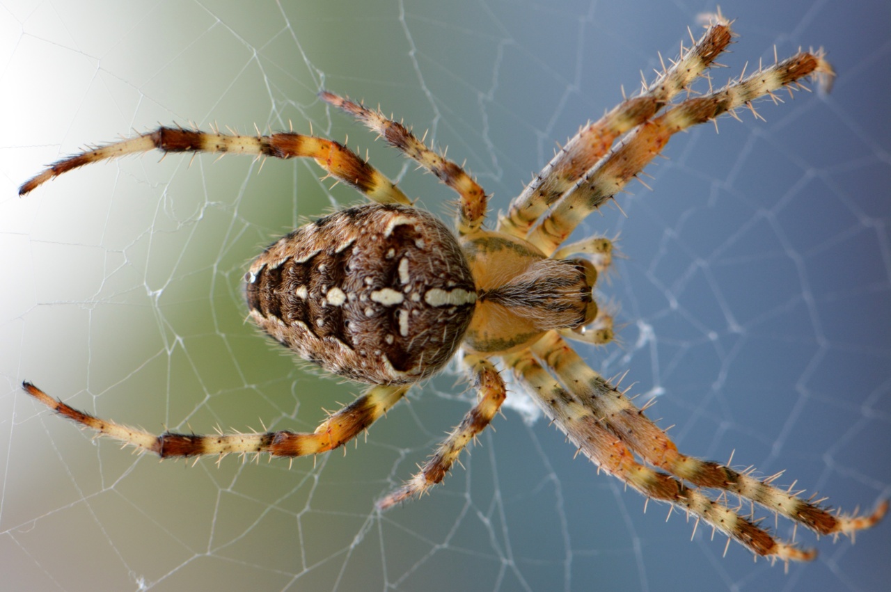 Cross-legged Spider Veins