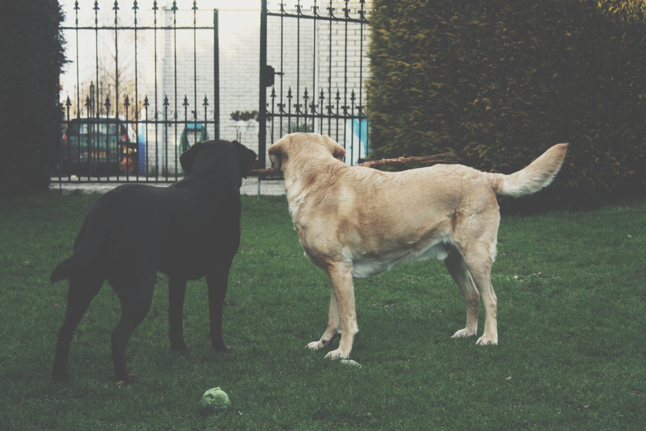 What makes balls so irresistible to dogs