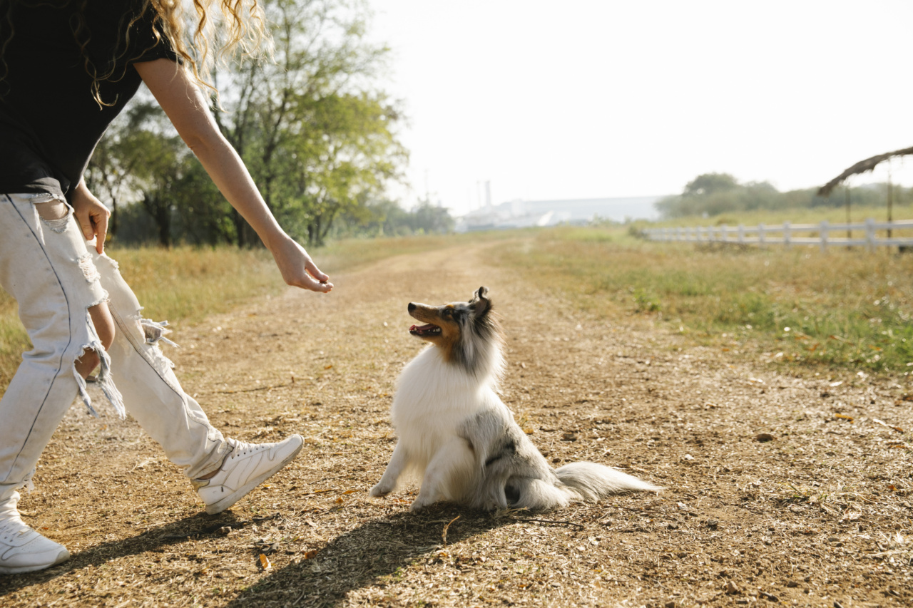 Unleashing the Mystery: Four Peculiar Dog Habits Explained