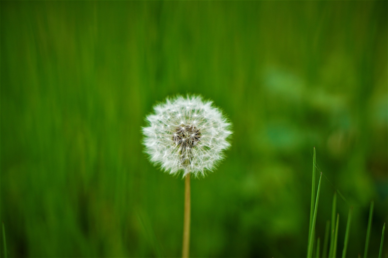 Sowing the Seeds of Health: Investing in Forests and Green Spaces
