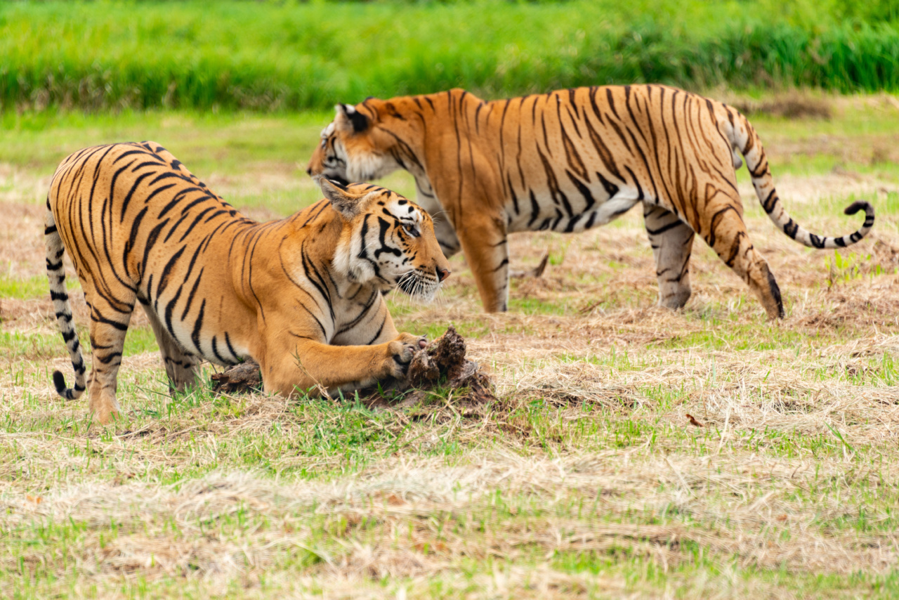 The benefits and risks of cats eating grass