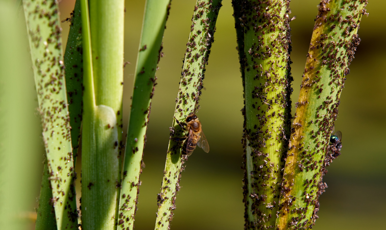 Nature’s Solution for Aphid Infestations