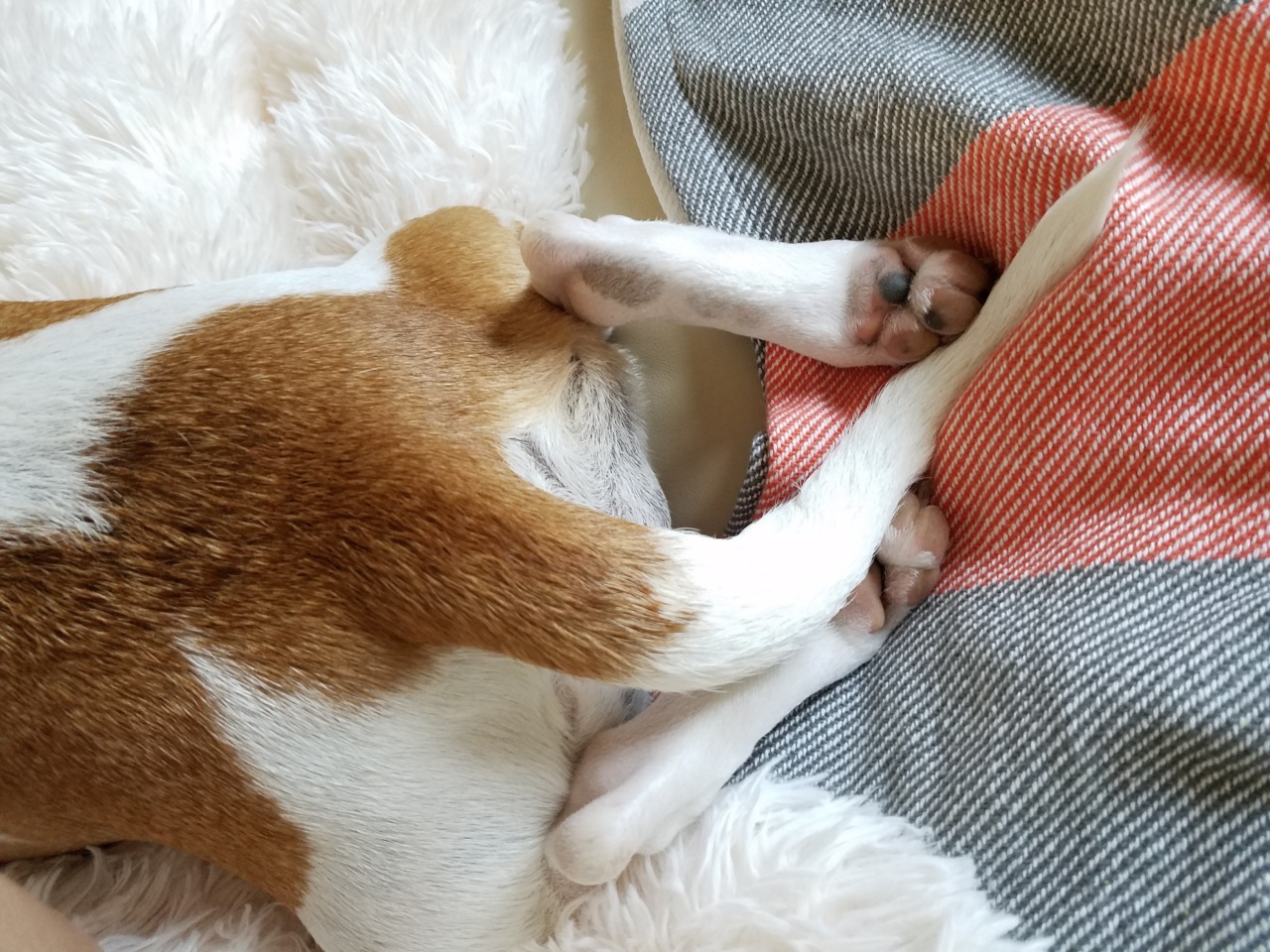 Exploring the viral phenomenon of the ‘unicorn’ puppy with a double tail