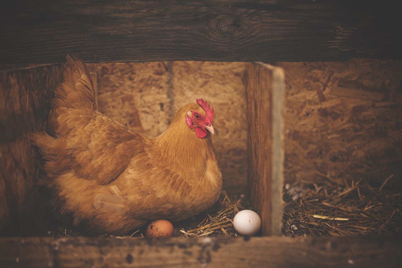 The hidden threat behind factory-farmed chicken