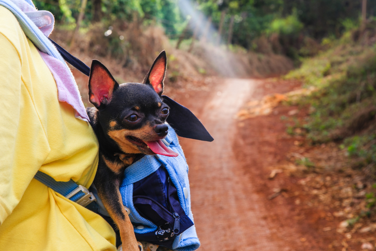 The Adventures of Westi: A Brave Little Dog