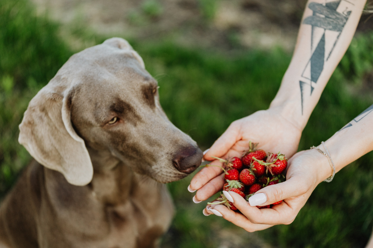 Why Does My Dog Keep Smelling the Floor? Explained