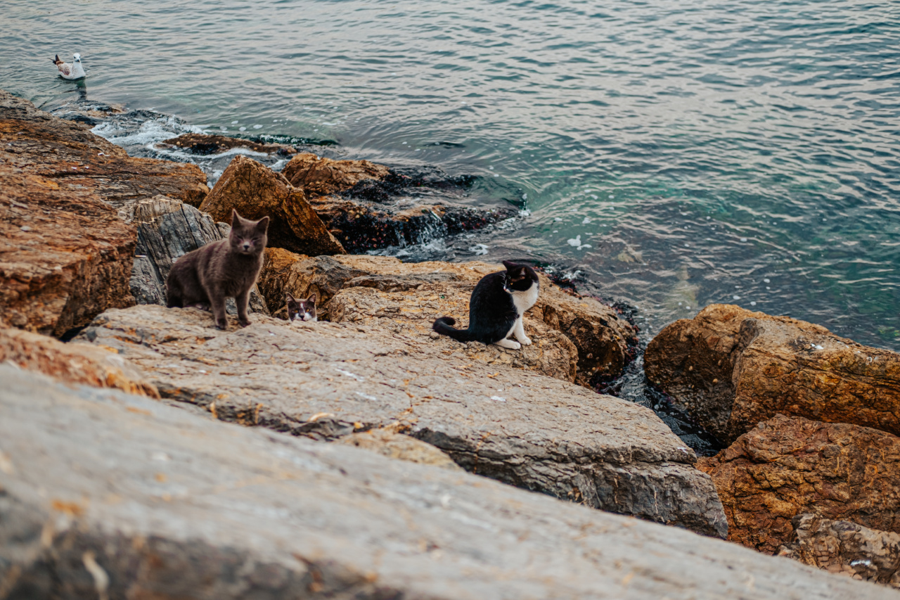 The impact of stray animals on our communities