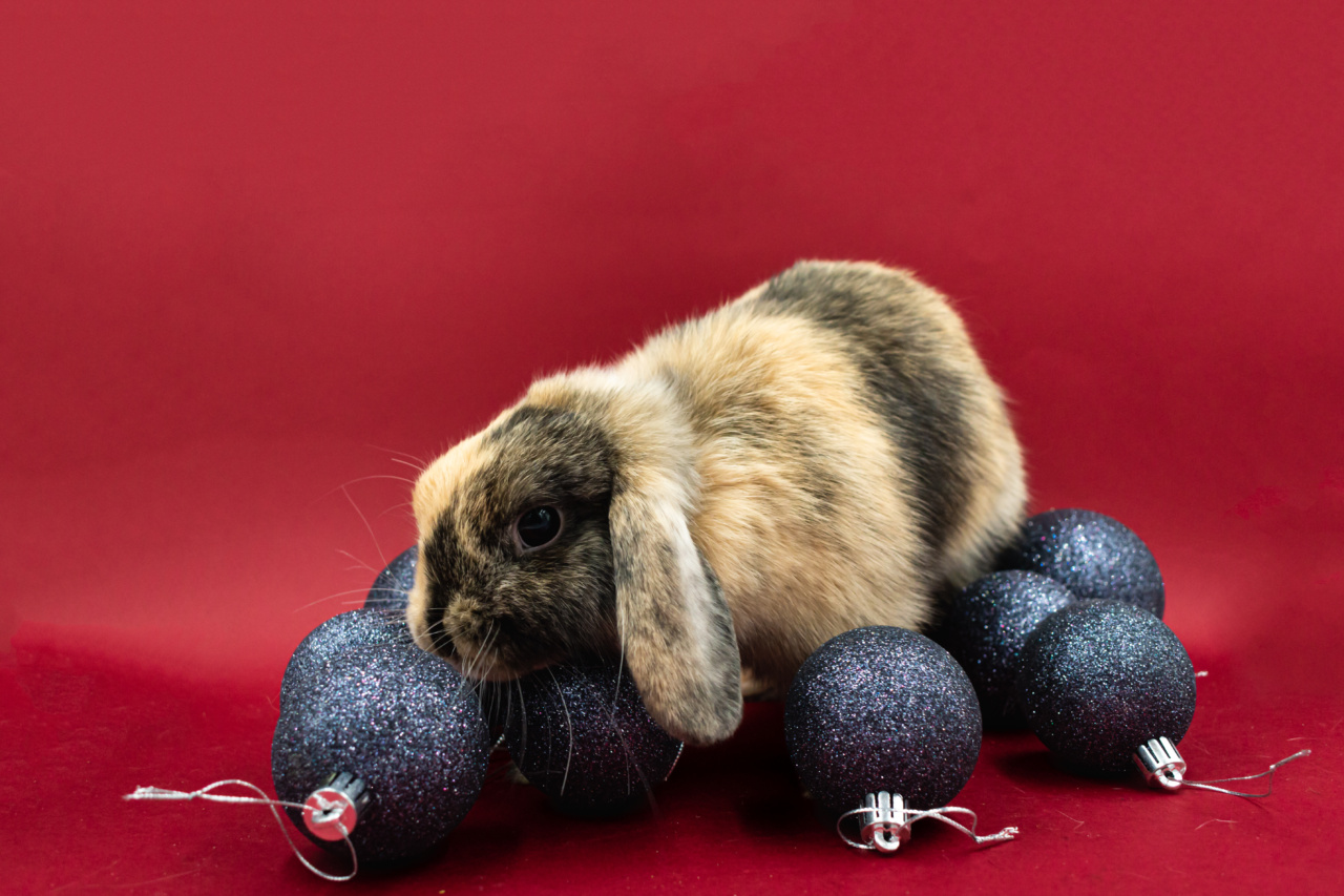 Helping Stray Animals: A Christmas Ornaments Initiative