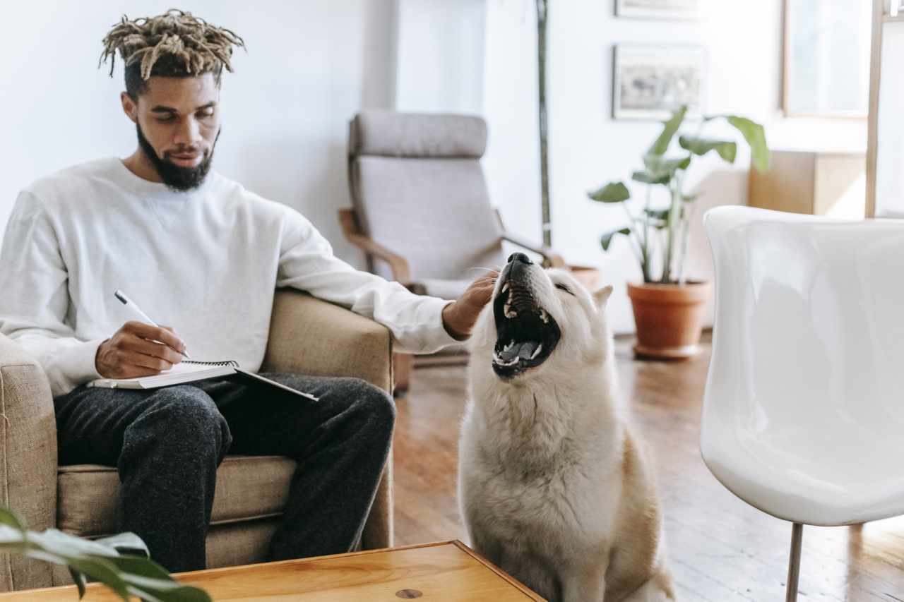 Be a responsible dog owner: don’t lose your furry friend