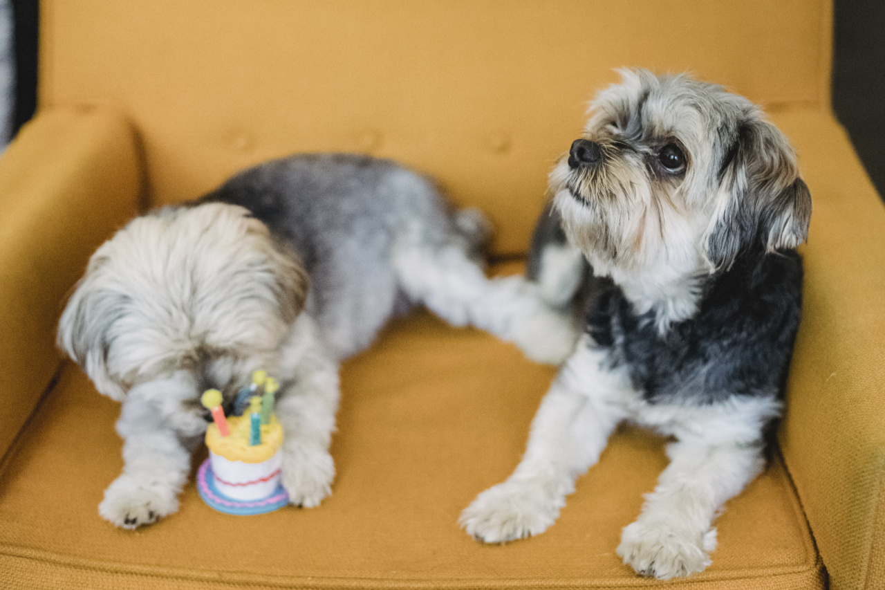 Why Dogs Need to Smell Everything