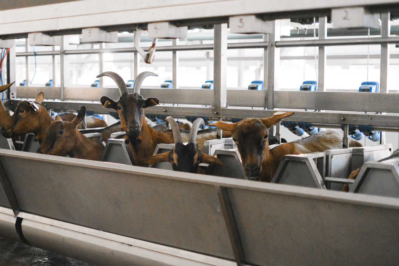 Benefits of Goat Dairy: An Overview