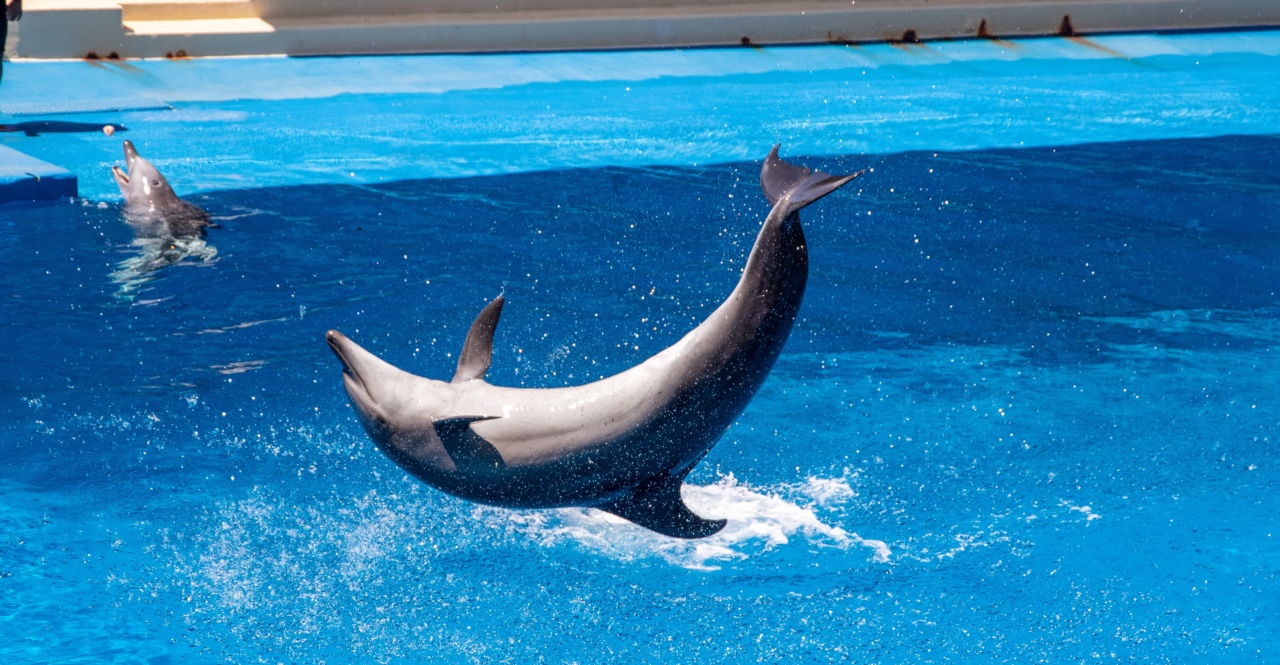 How animals show introversion