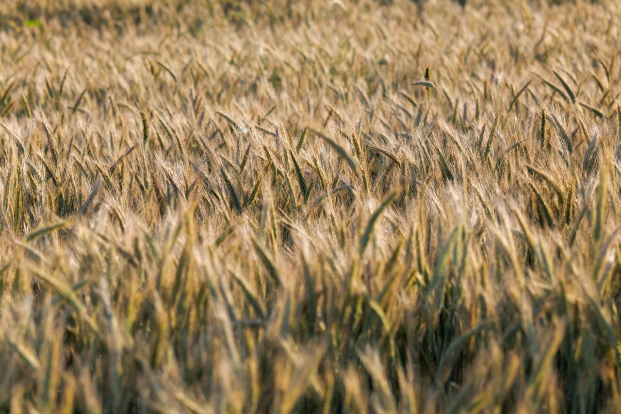The benefits of consuming chlorophyll in wheat