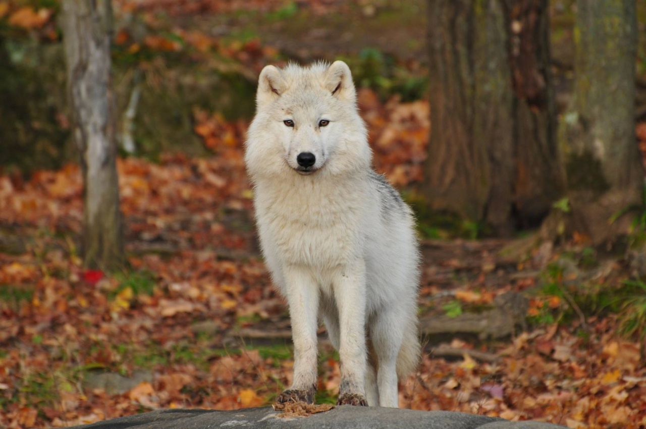 Managing symptoms of systematic wolf erythematosus
