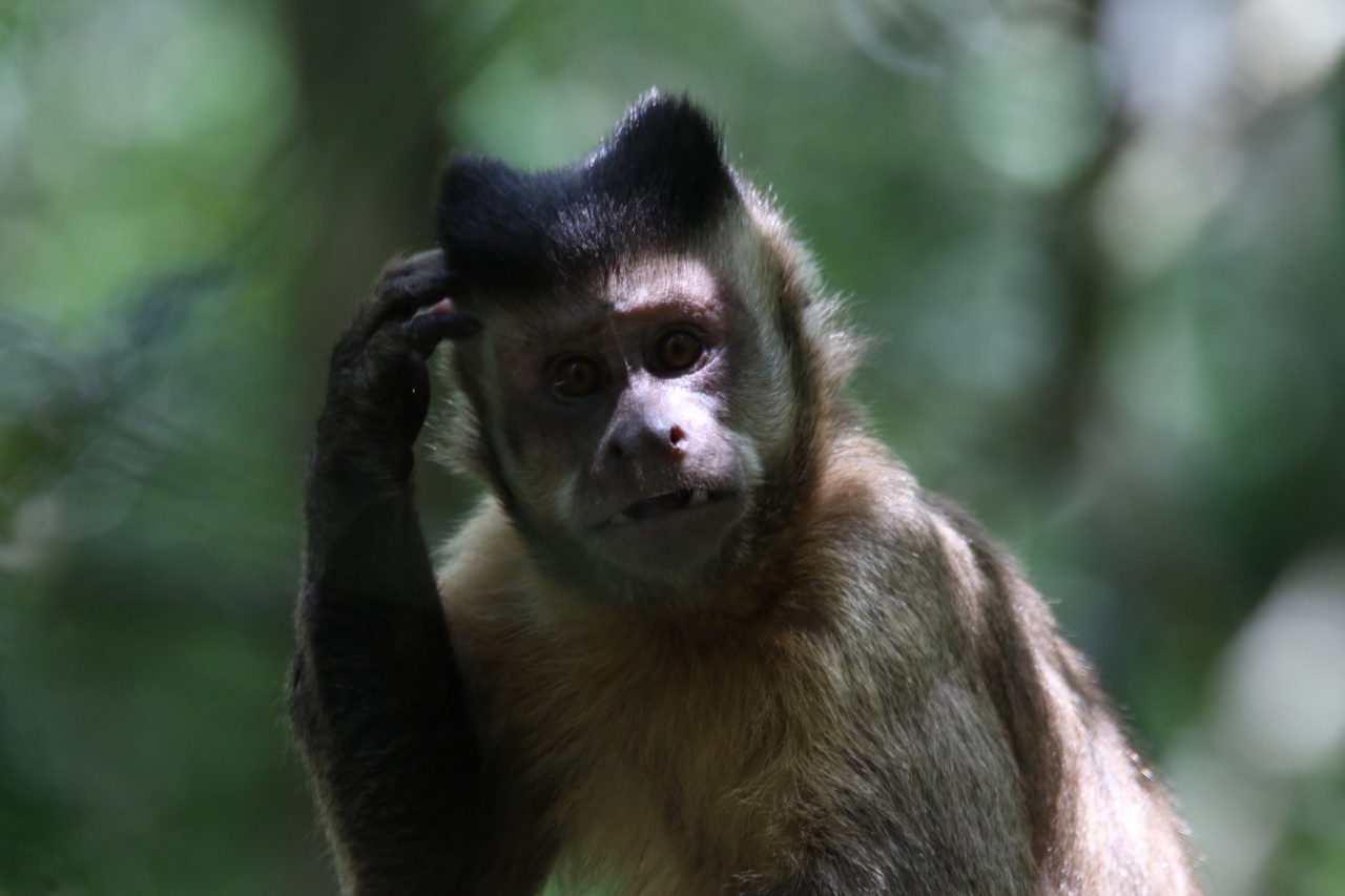 Wildlife Wonder: Nurturing our Furry Friends
