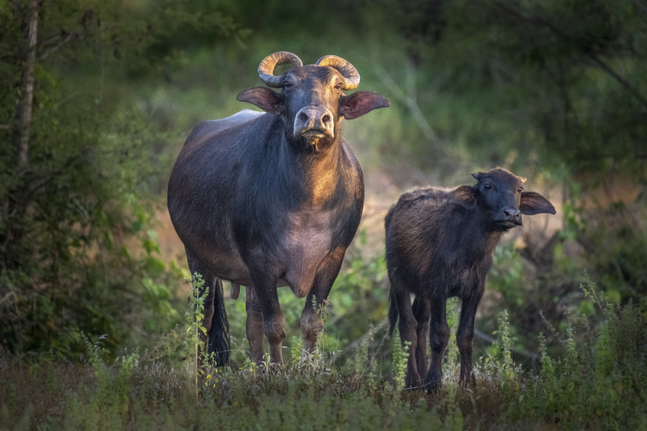 Veal consumption: a threat to the environment