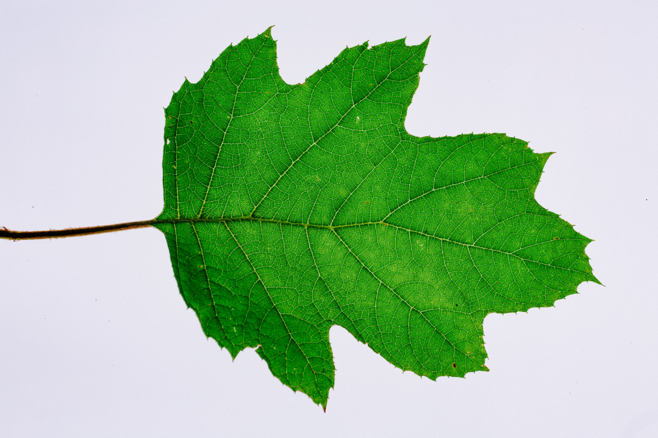 Navigating Summer with Varicose Veins