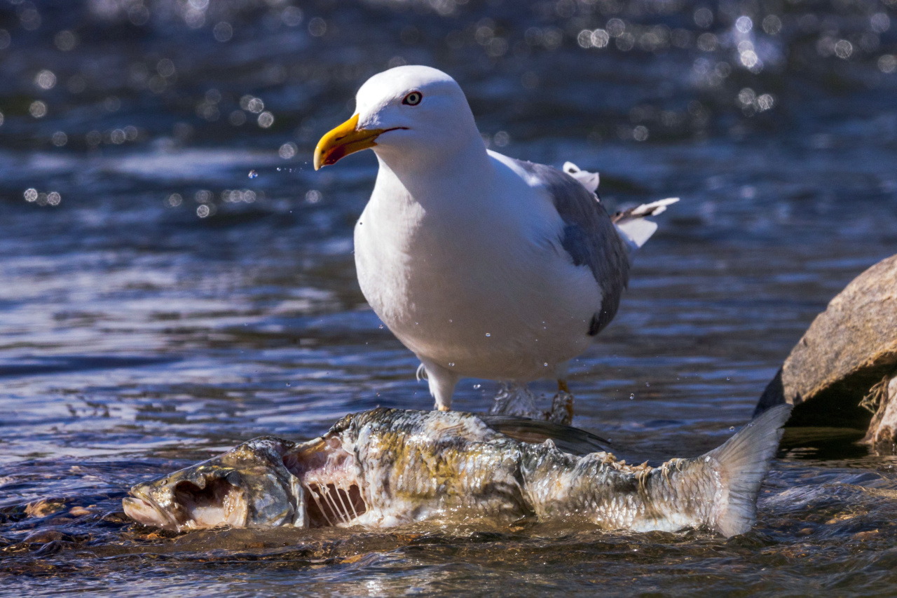 The perilous consequence of eating contaminated fish