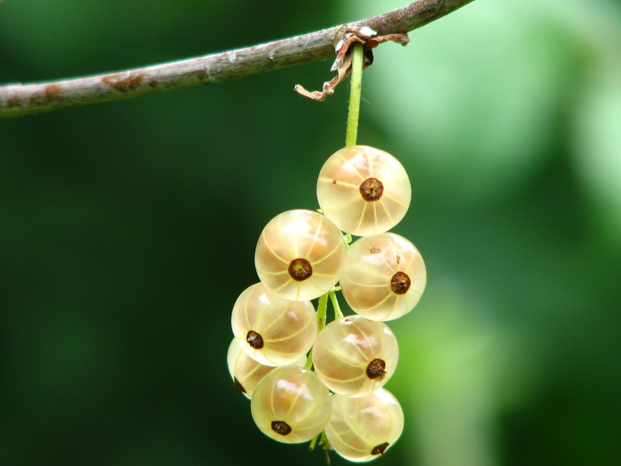 How gooseberry helps in reducing cellulite?