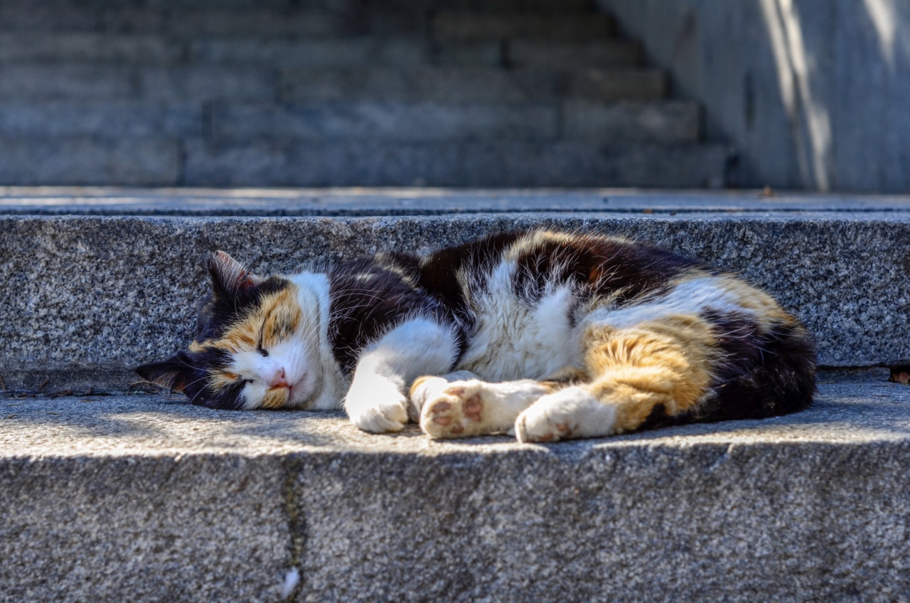 Sleeping at Noon: A Risky Habit