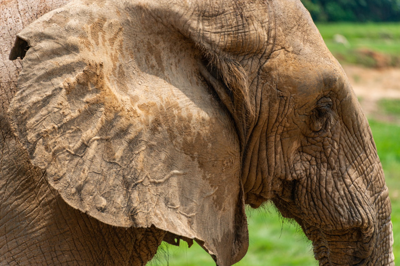 How to Get Rid of a Blocked Ear