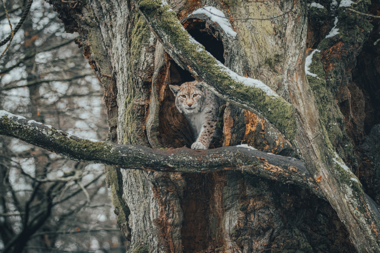 Wolf in Sheep’s Clothing: How to Spot a Predator Before It’s Too Late