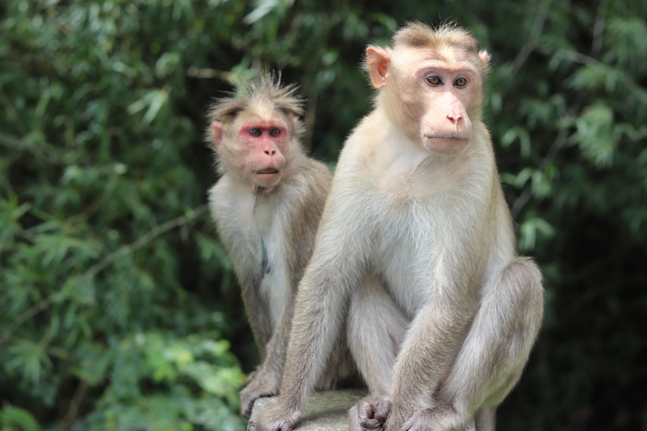 What happens when monkeys are exposed to various surfaces?