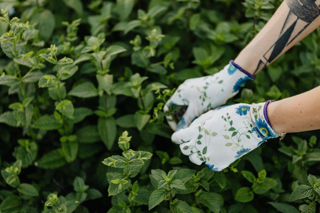 Herbs That Naturally Lower High Blood Pressure