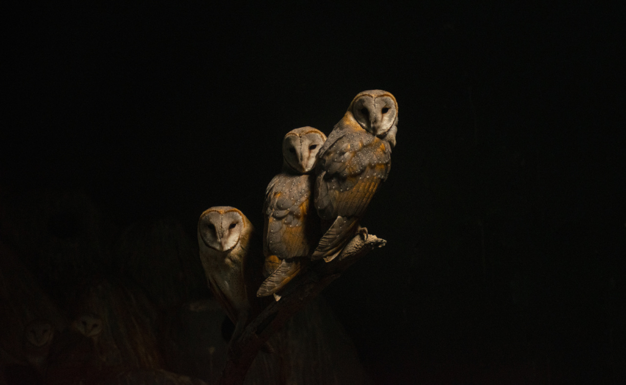 Research Finds Owls More Prone to Premature Death than Early Birds