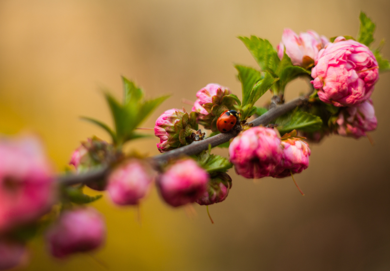 When Pollen Ruins Your Sex Life: Coping Strategies for Spring