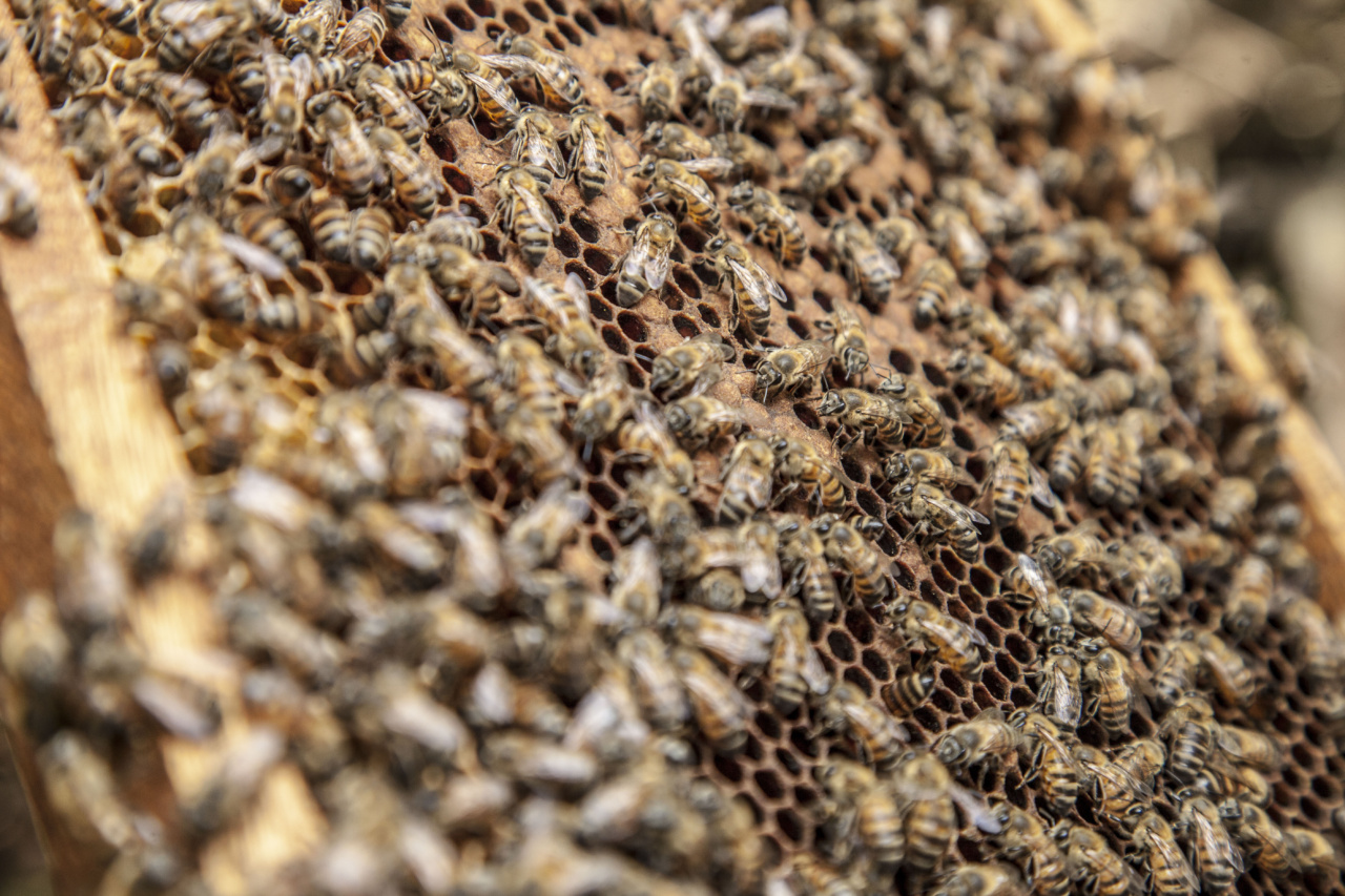 Get Rid of Acne Naturally with Honey and Egg Whites