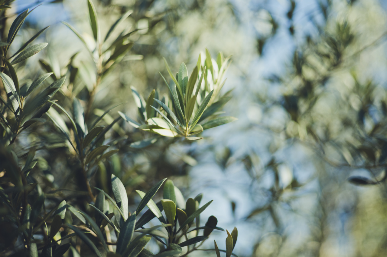 The Neglected Olive Leaves