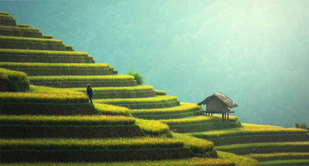 Rice milk: a light and allergen-free substitute