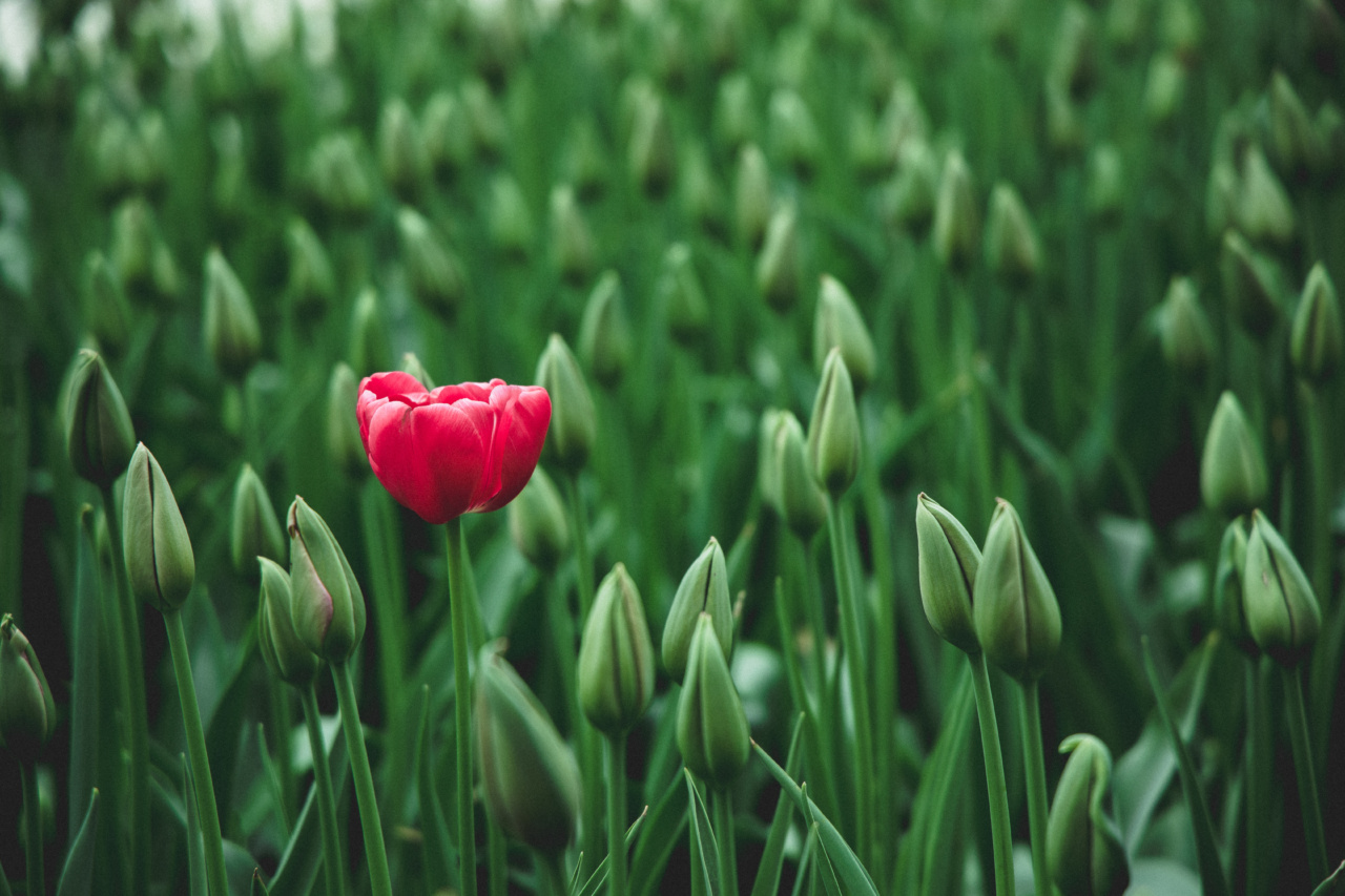 Bloom: 4 unique ways of handling, but they achieve results