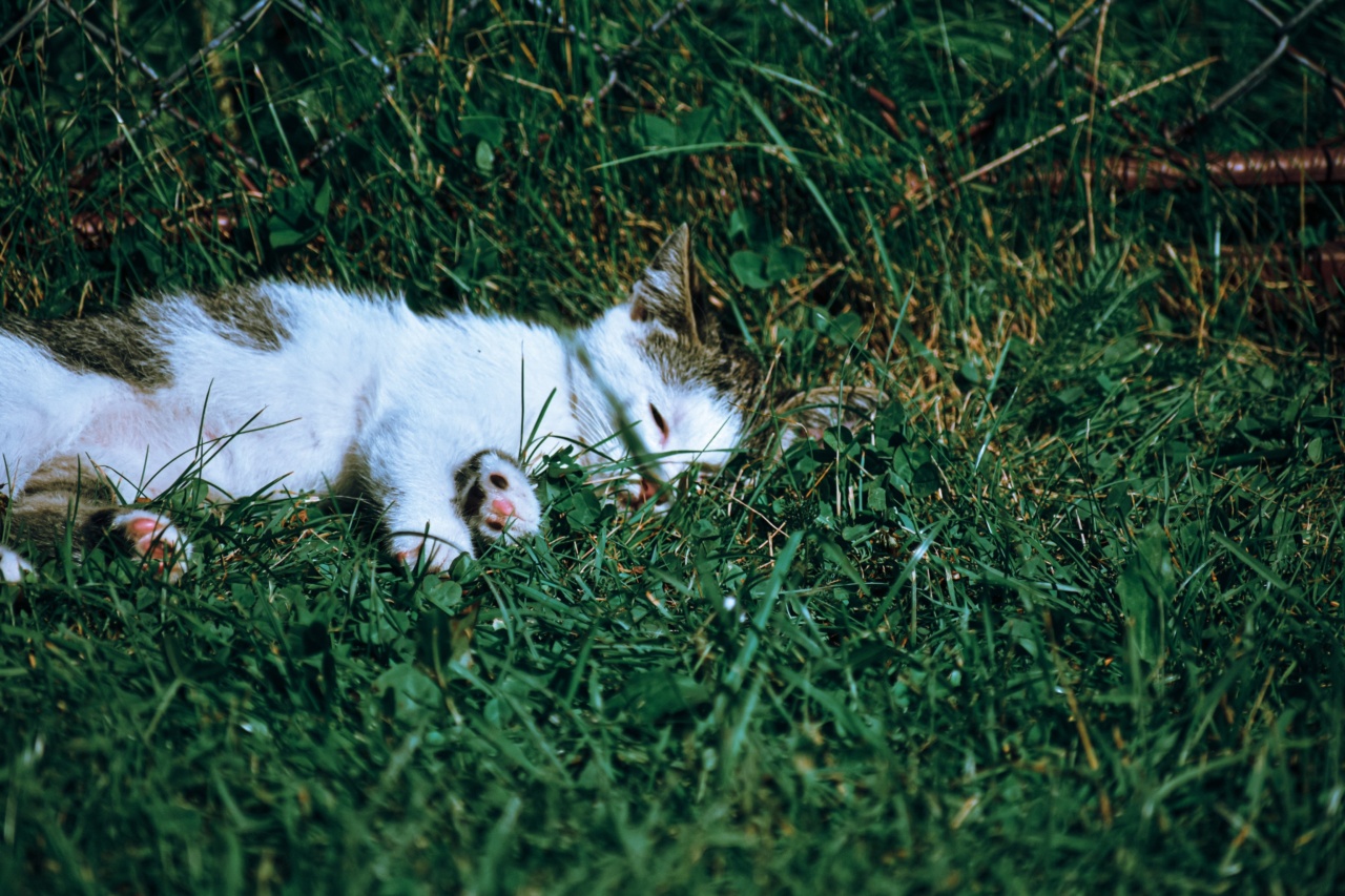 The Science of Sleep: Finding Your Sweet Spot