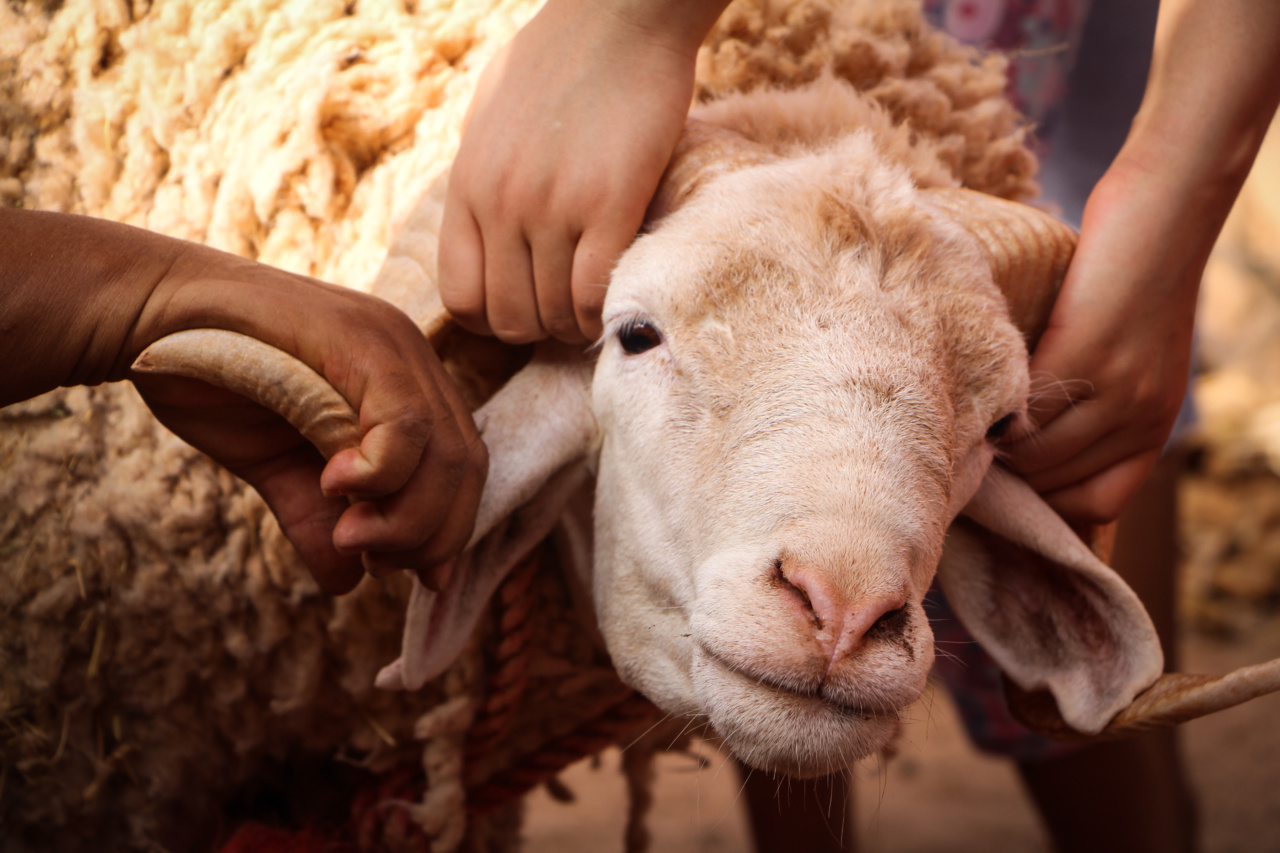 Which animal was it – the lamb or the goat?