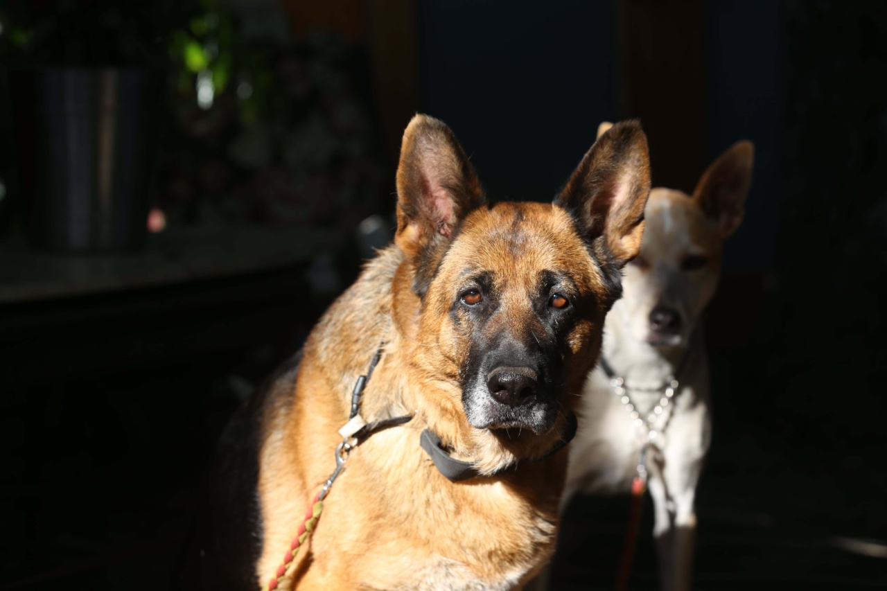 How pets can guard against allergic reactions