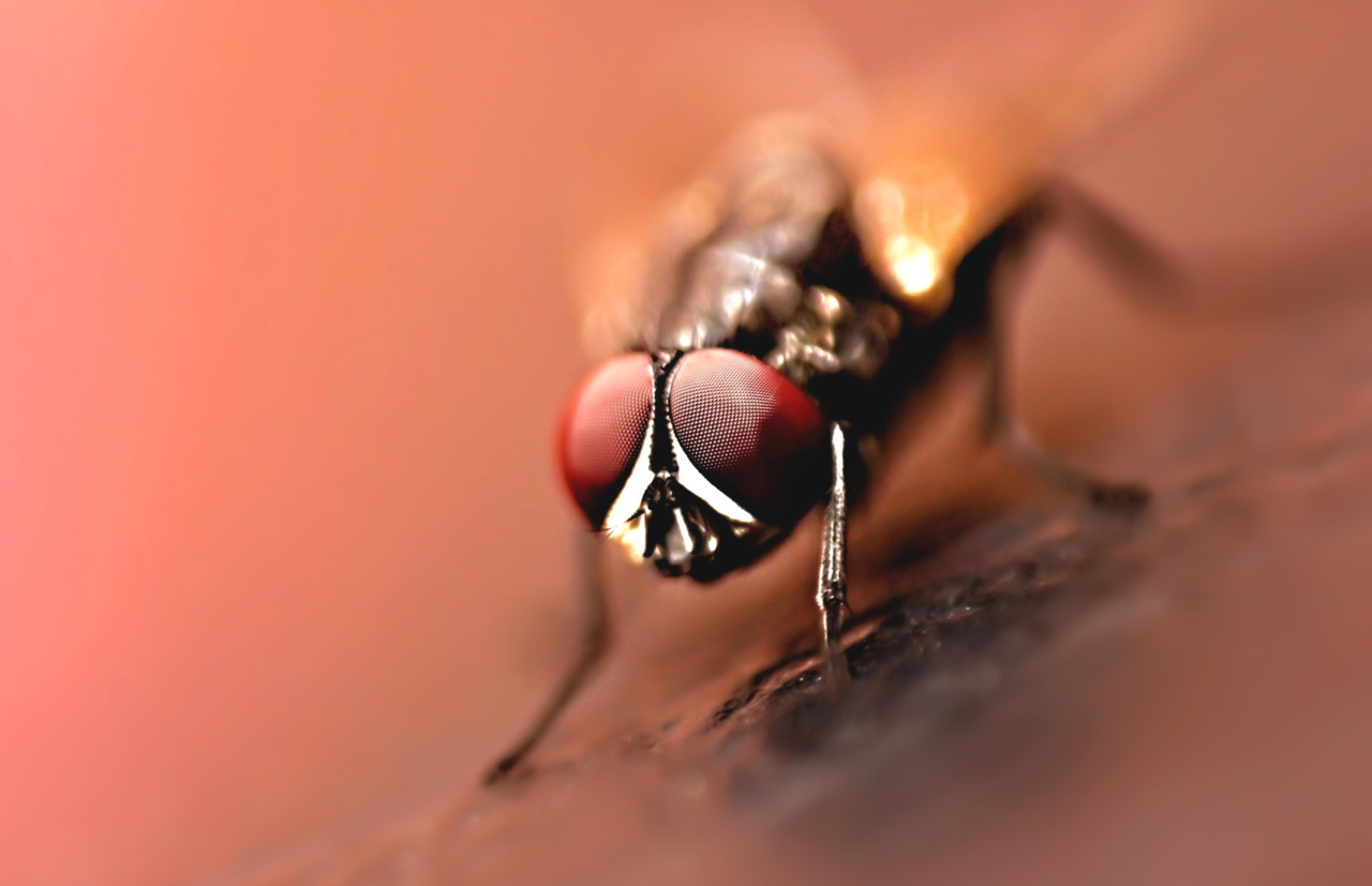 Beetles: Tiny Creatures with Big Health Benefits (PHOTO)