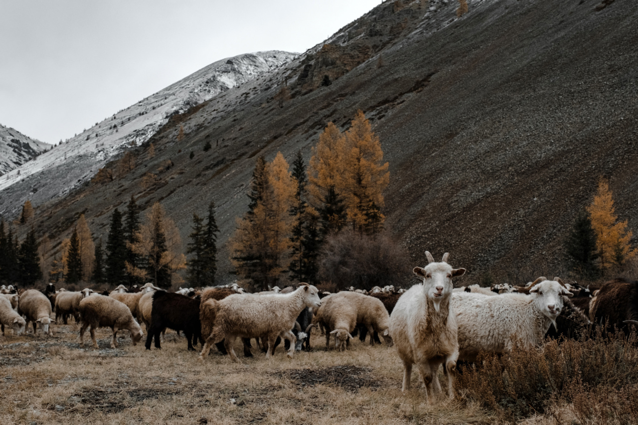 Do you want to fall asleep? Say goodbye to counting sheep.