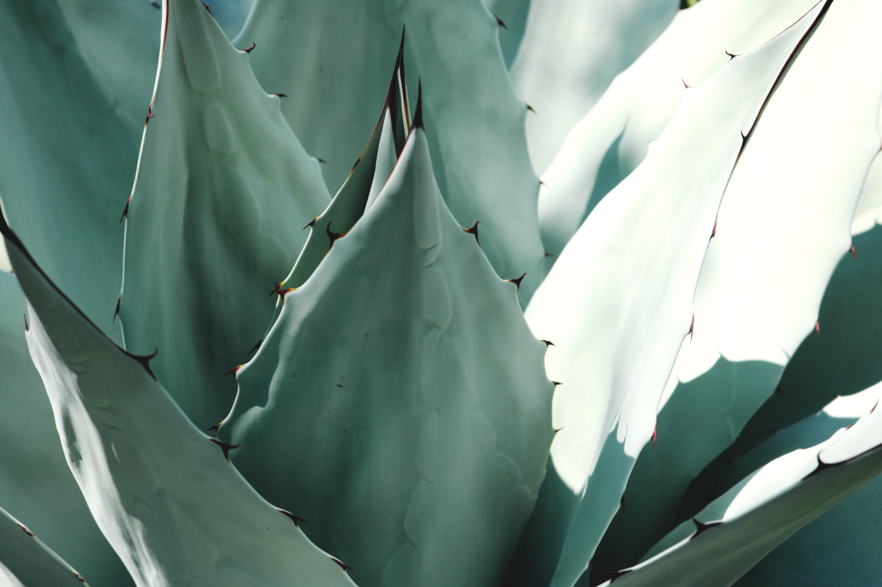 Discovering the Benefits of Aloe