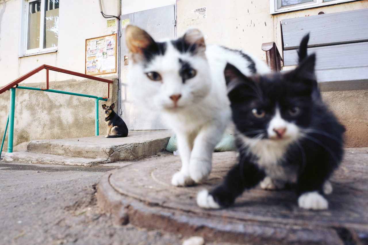 Cats vs. Dogs: Which Does Your Character Prefer?