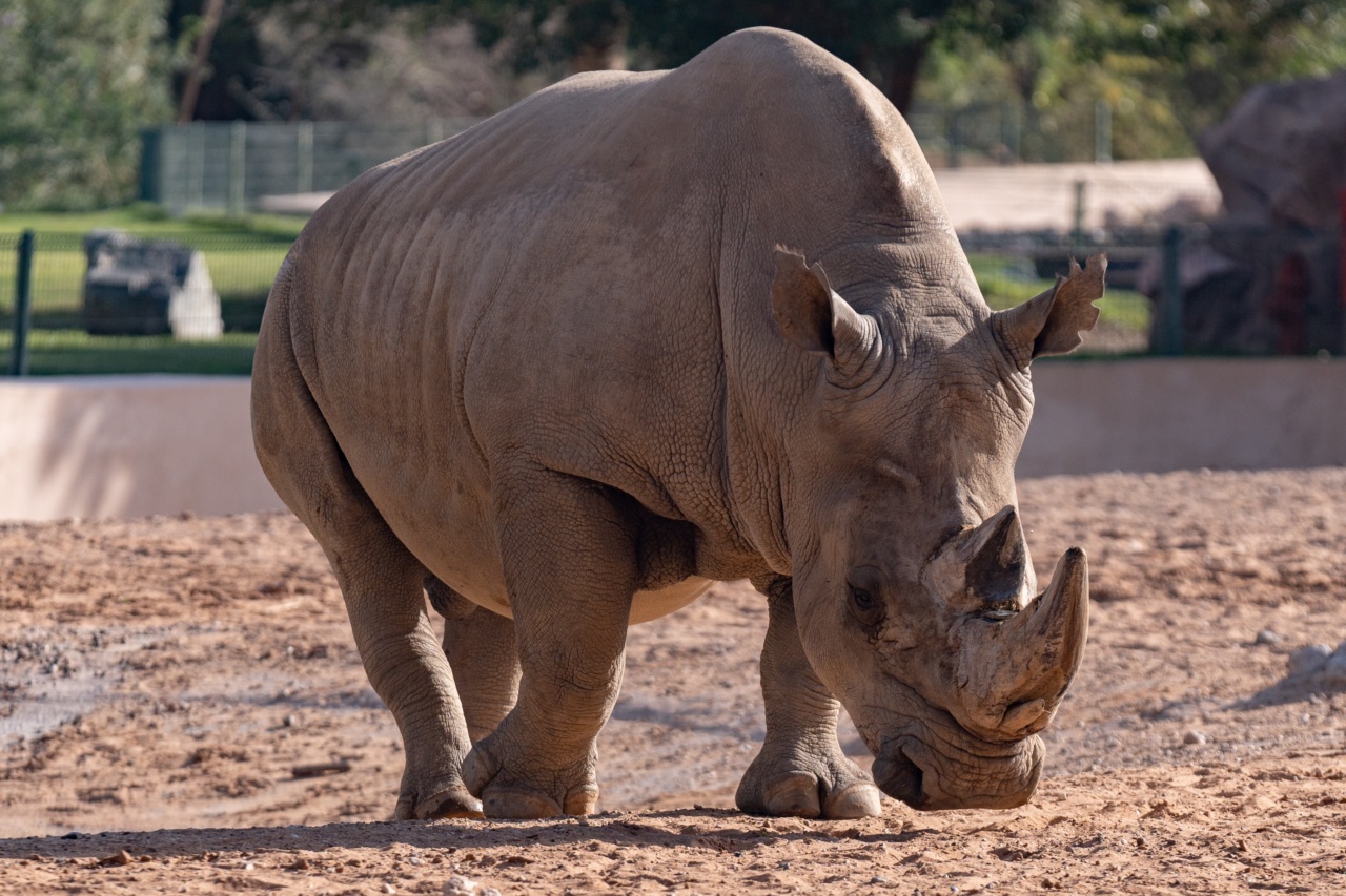 How to care for your rhino