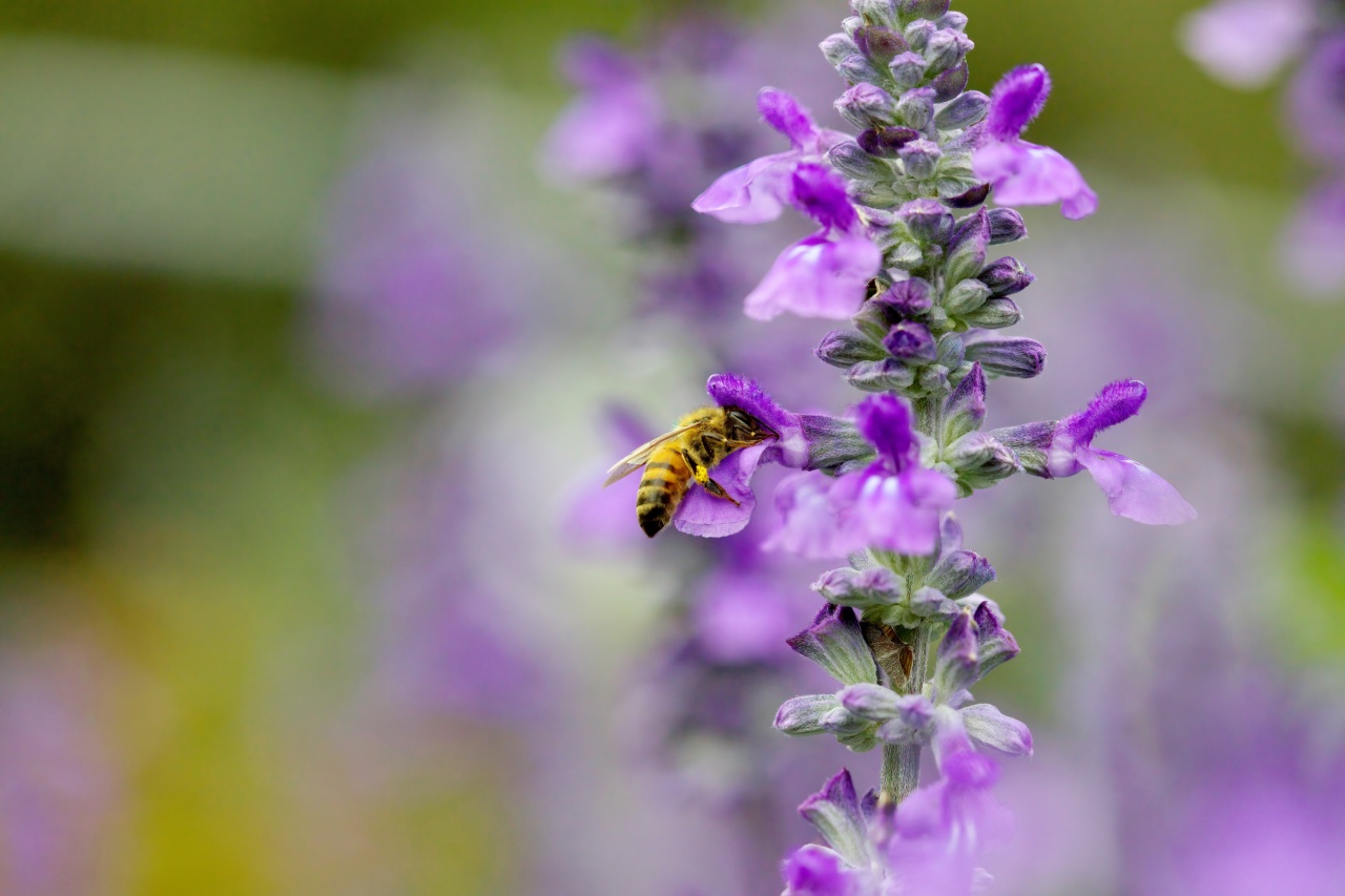 Sage intake: When too much becomes harmful