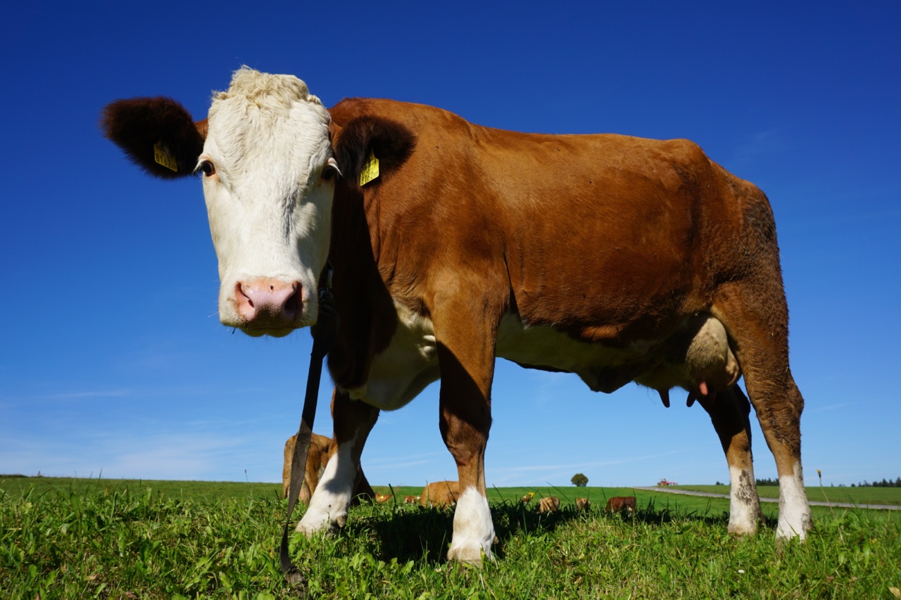 Comparing the Effects of Full-Fat and Low-Fat Dairy