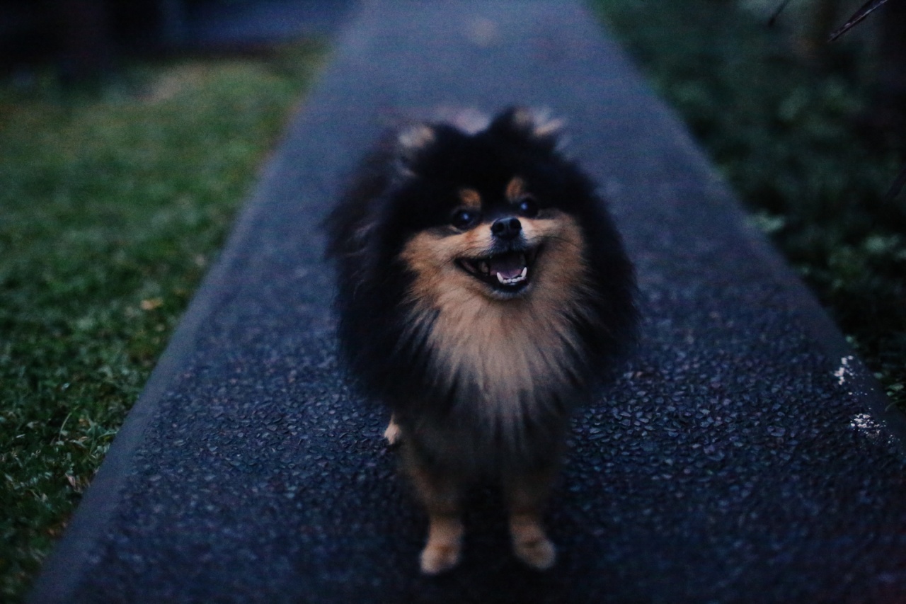 Even a small log can make a dog wary of you
