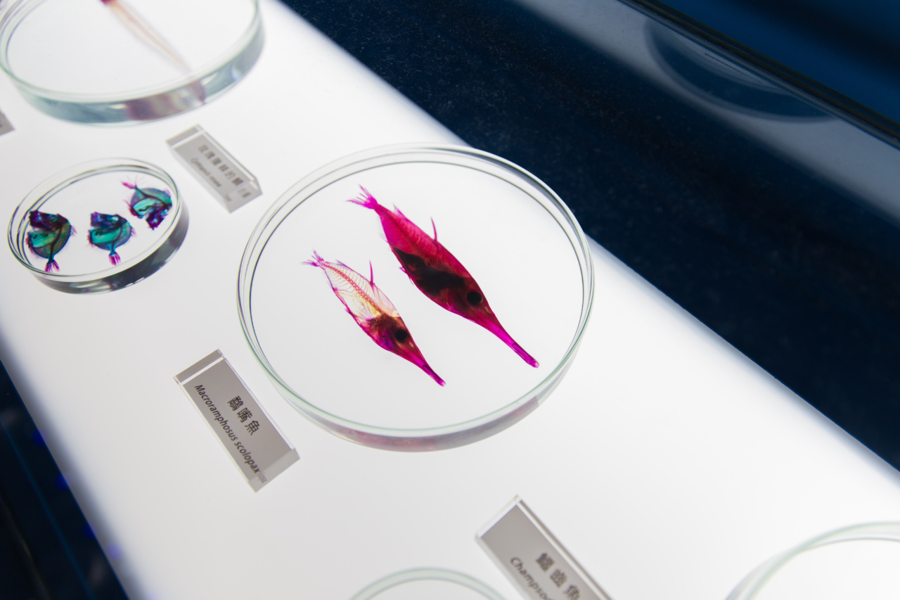 Types of fish that are bad for you