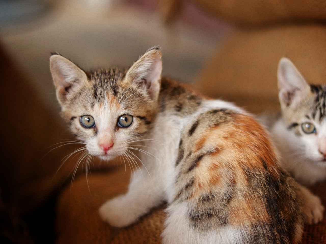 Rescuing and rehabilitating blind kittens