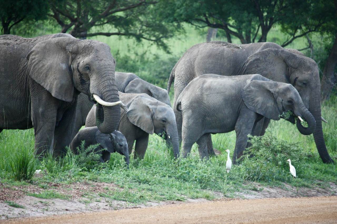 The Probability of African Mutation Overcoming Population Immunity